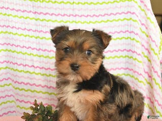 Yorkshire Terrier dogs Charlie - Ad 40