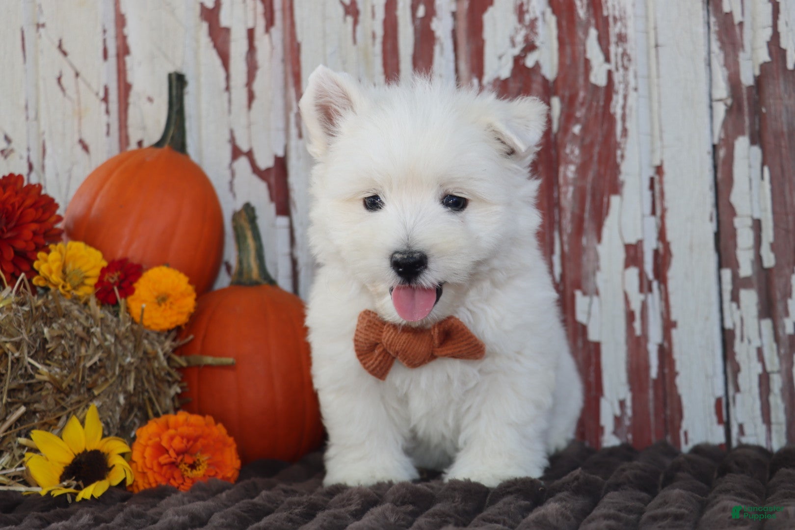 West Highland Terrier dogs Patrick - Ad 2