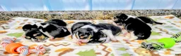 Beagle dogs for sale: Beagle 6 - Ad 3