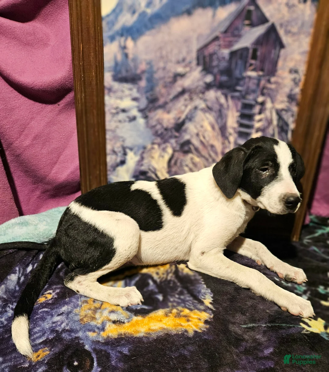 Border Collie dogs for sale: Dolly - Ad 13