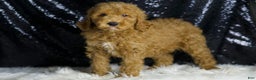 Mini Goldendoodle dogs for sale: Chappy - Ad 7
