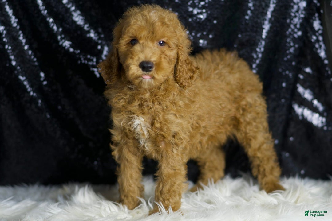 Mini Goldendoodle dogs for sale: Chappy - Ad 7