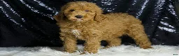 Mini Goldendoodle dogs for sale: Chappy - Ad 2