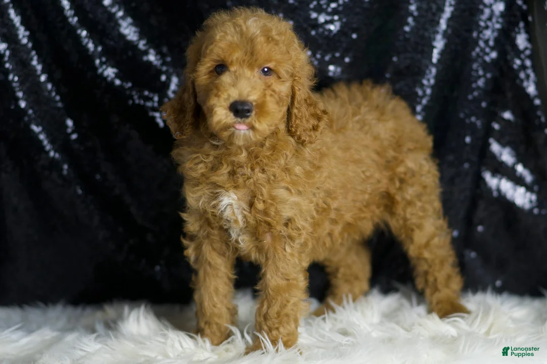 Mini Goldendoodle dogs for sale: Chappy - Ad 2