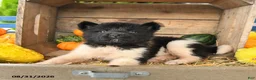 Akita dogs for sale: Nellie - Ad 5
