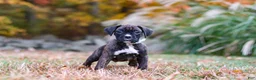Boxer dogs for sale: Luca - Ad 1
