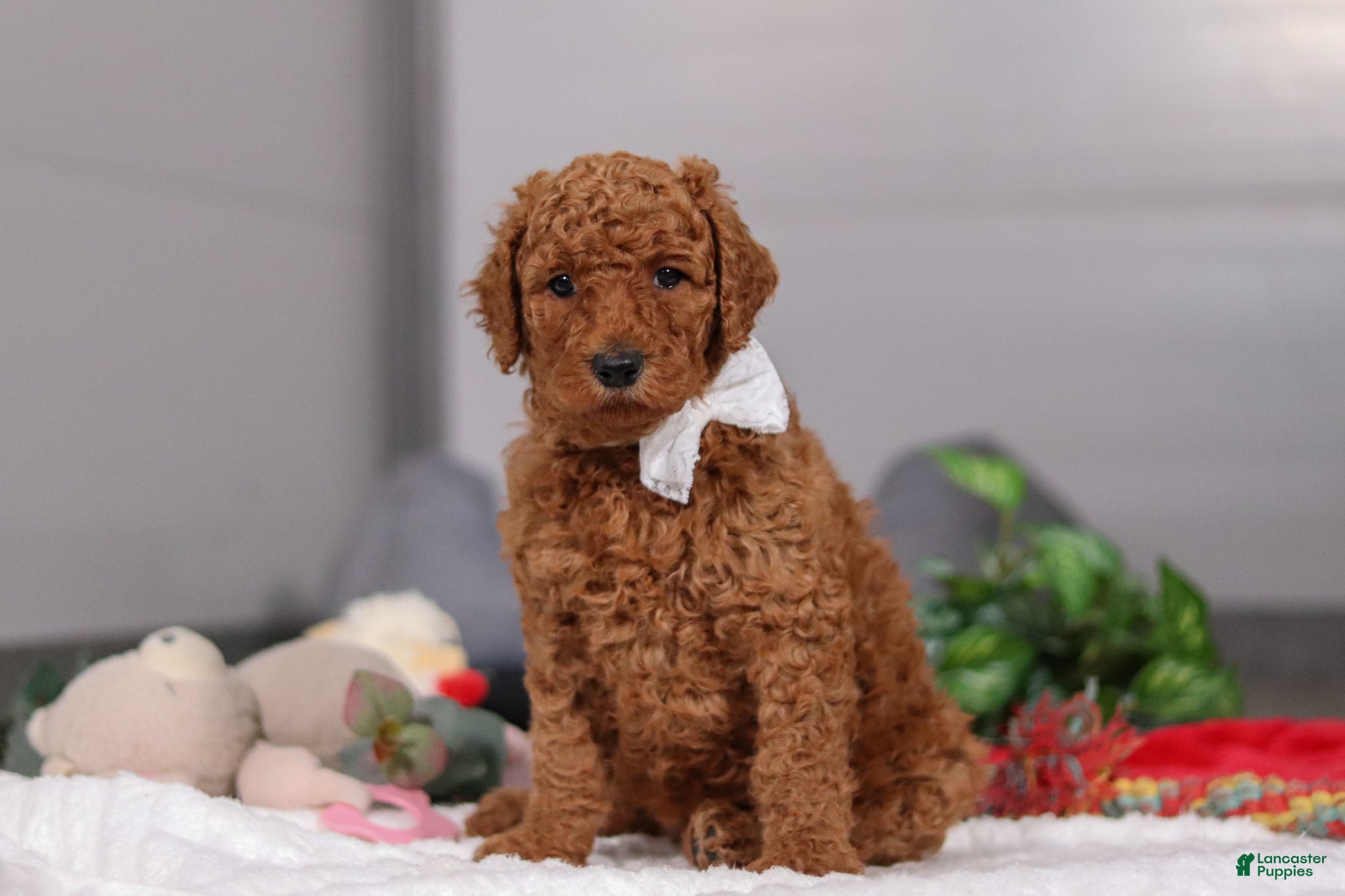 Standard Poodle dogs Claire - Ad 29
