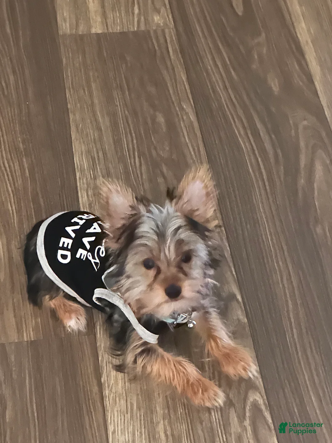 Yorkshire Terrier dogs for sale: Yorkshire Terrier Puppy 1 - Ad 2