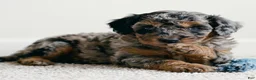 Cockapoo dogs for sale: coco - Ad 7