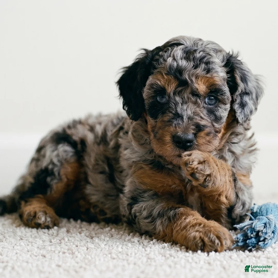 Cockapoo dogs for sale: coco - Ad 7
