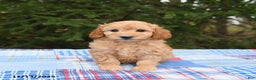 Mini Goldendoodle dogs for sale: Serena   - Ad 4