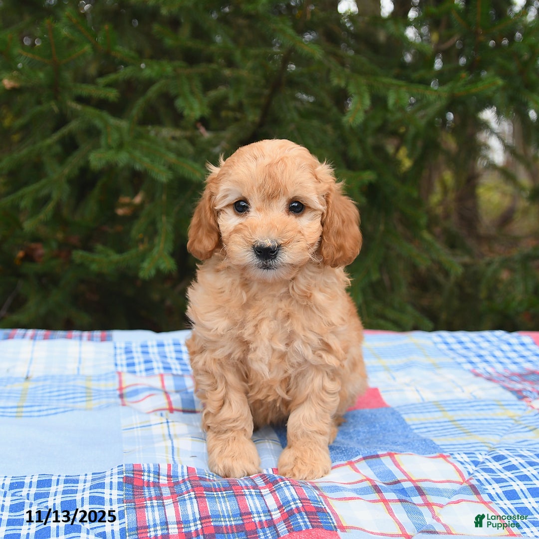 Mini Goldendoodle dogs for sale: Serena   - Ad 4