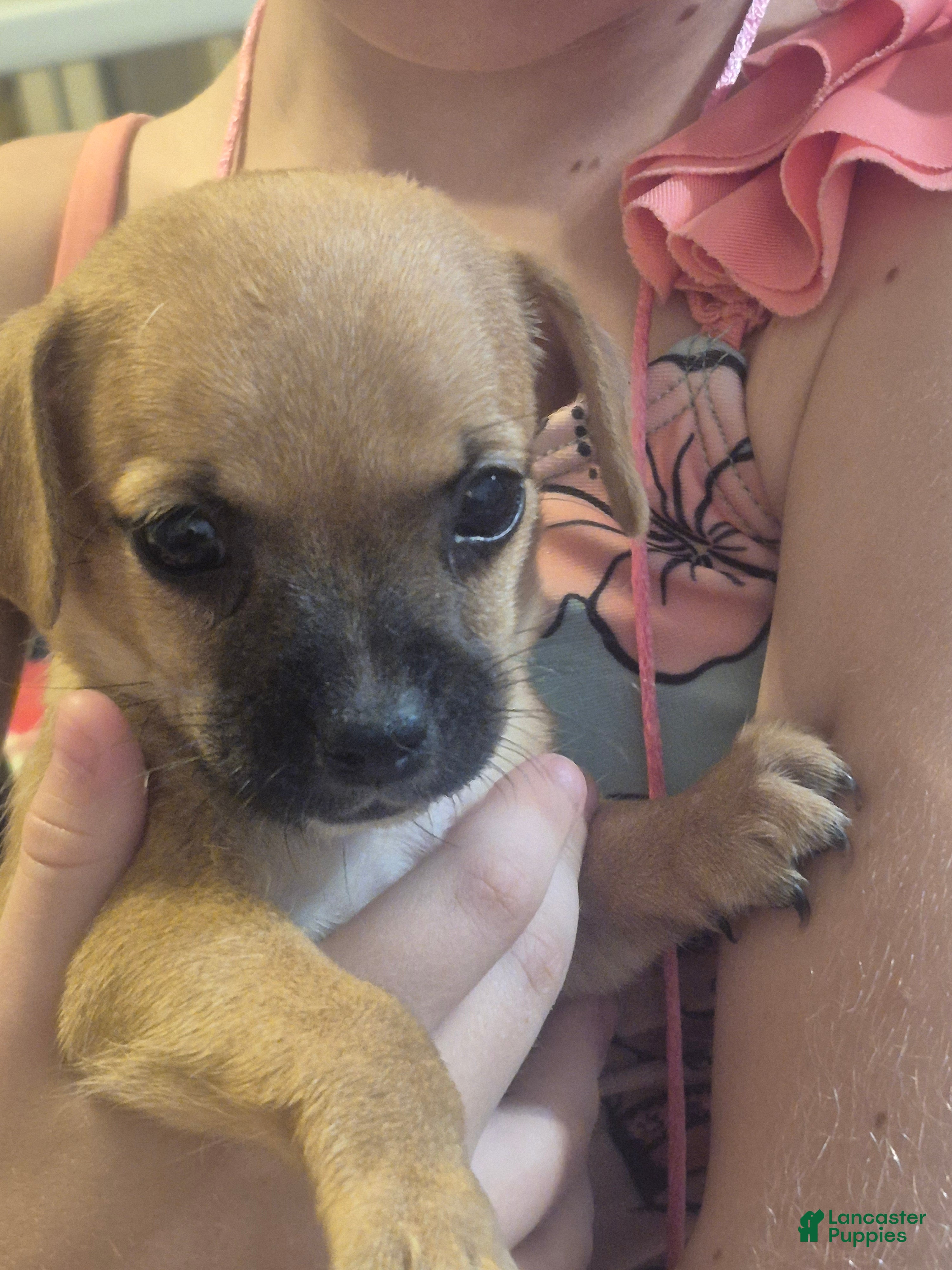 Chiweenie dogs for sale: Chiweenie 3 - Ad 33