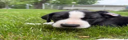 Great Dane dogs for sale: Ponza “Tank”  - Ad 3