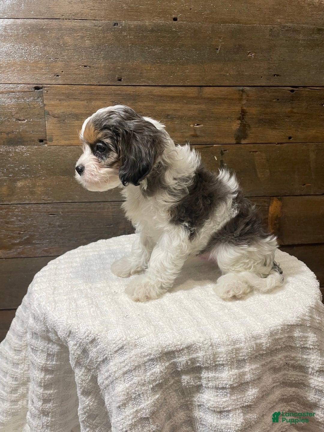 Cavapoo dogs for sale: Jax - Ad 3