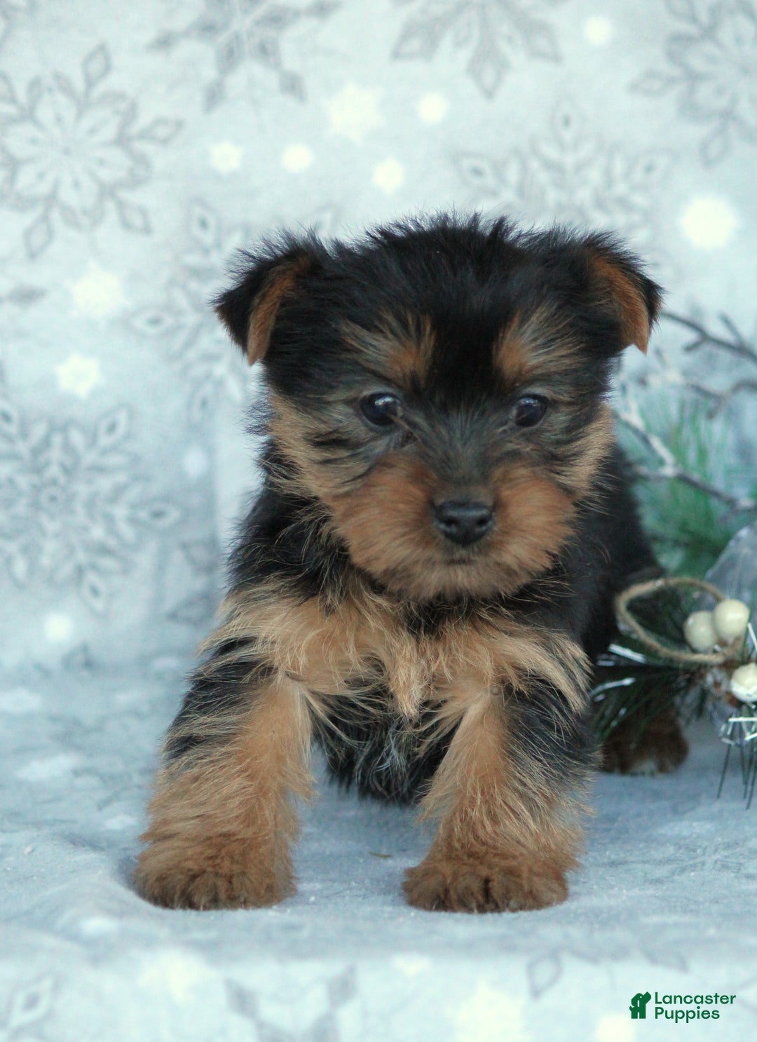 Yorkshire Terrier dogs for sale: Taffy - Ad 5