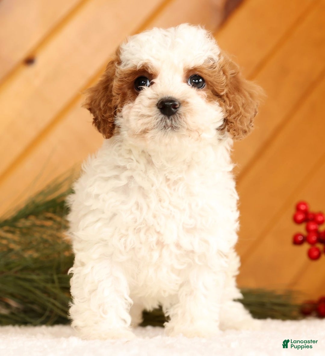 Cavapoo dogs for sale: Jingle - Ad 3