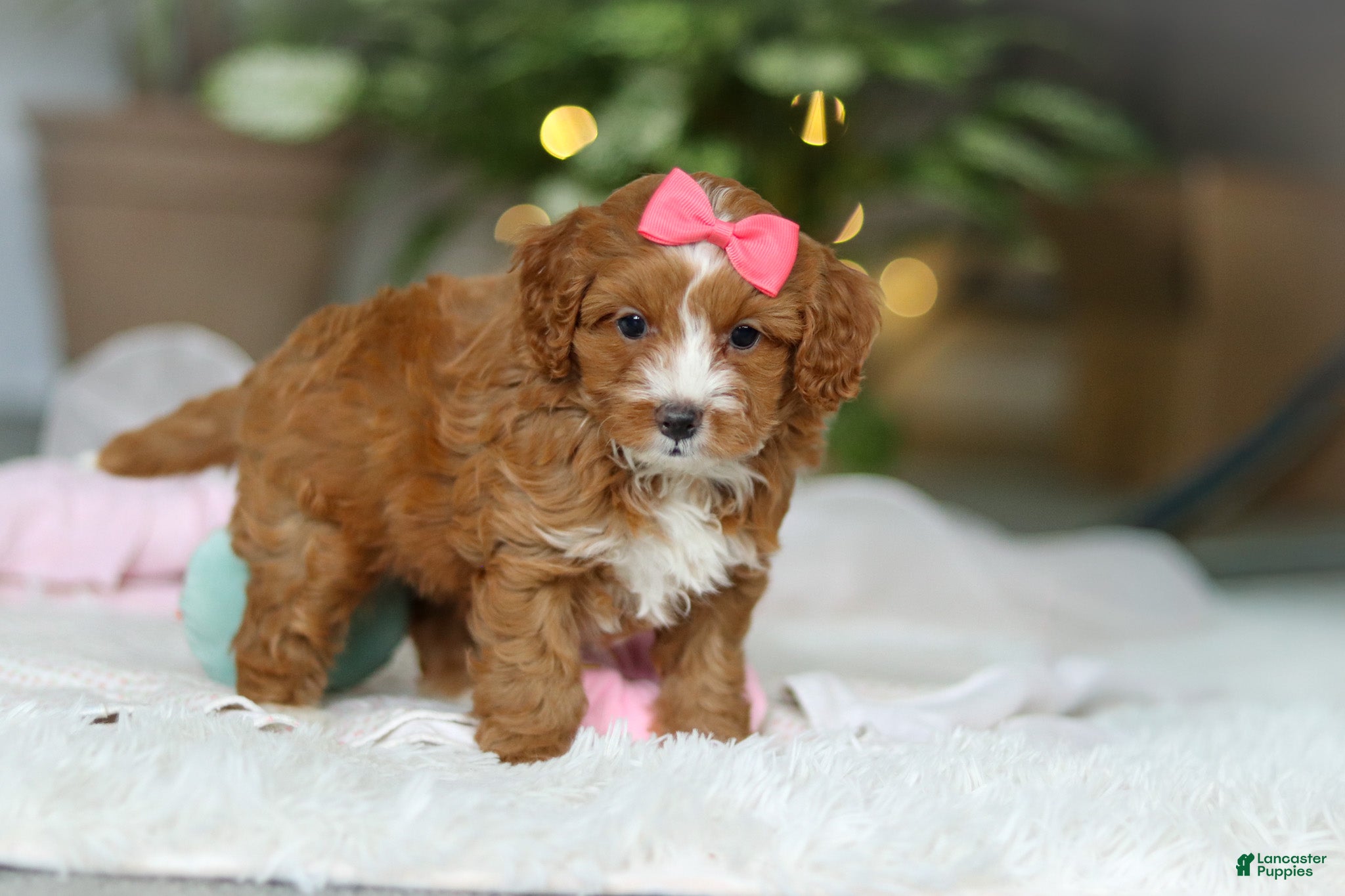 Cavapoo dogs Maya - Ad 13