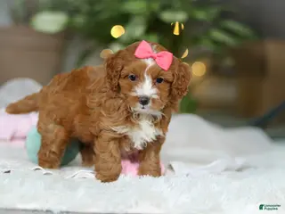 Cavapoo dogs Maya - Ad 13