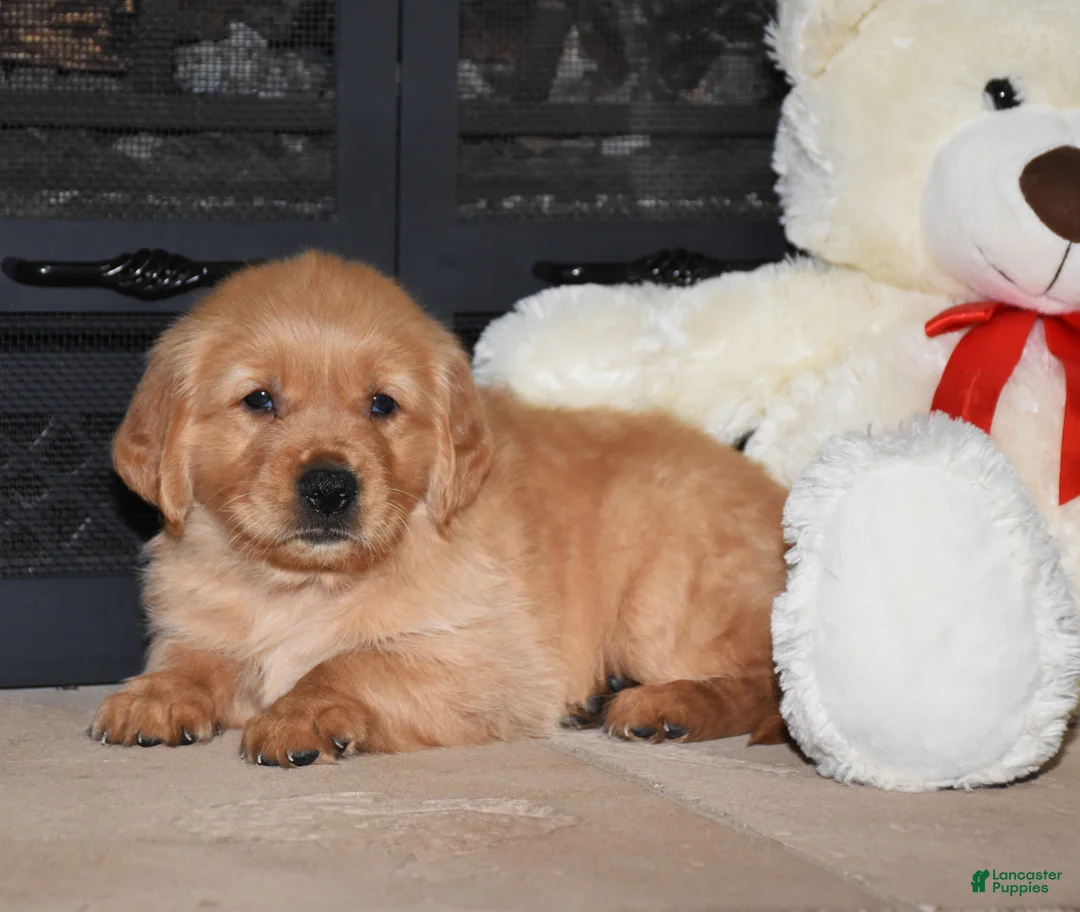 Golden Retriever dogs for sale: Beckett - Ad 2