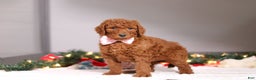 Standard Poodle dogs for sale: Lily - Ad 4
