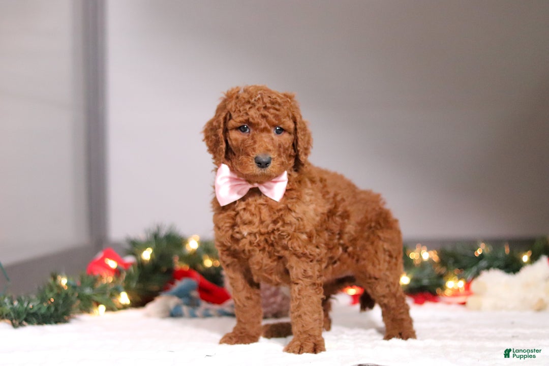 Standard Poodle dogs for sale: Lily - Ad 4
