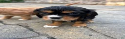 Cavalier King Charles Spaniel dogs for sale: Cavalier King Charles Spaniel Puppy 2 - Ad 10