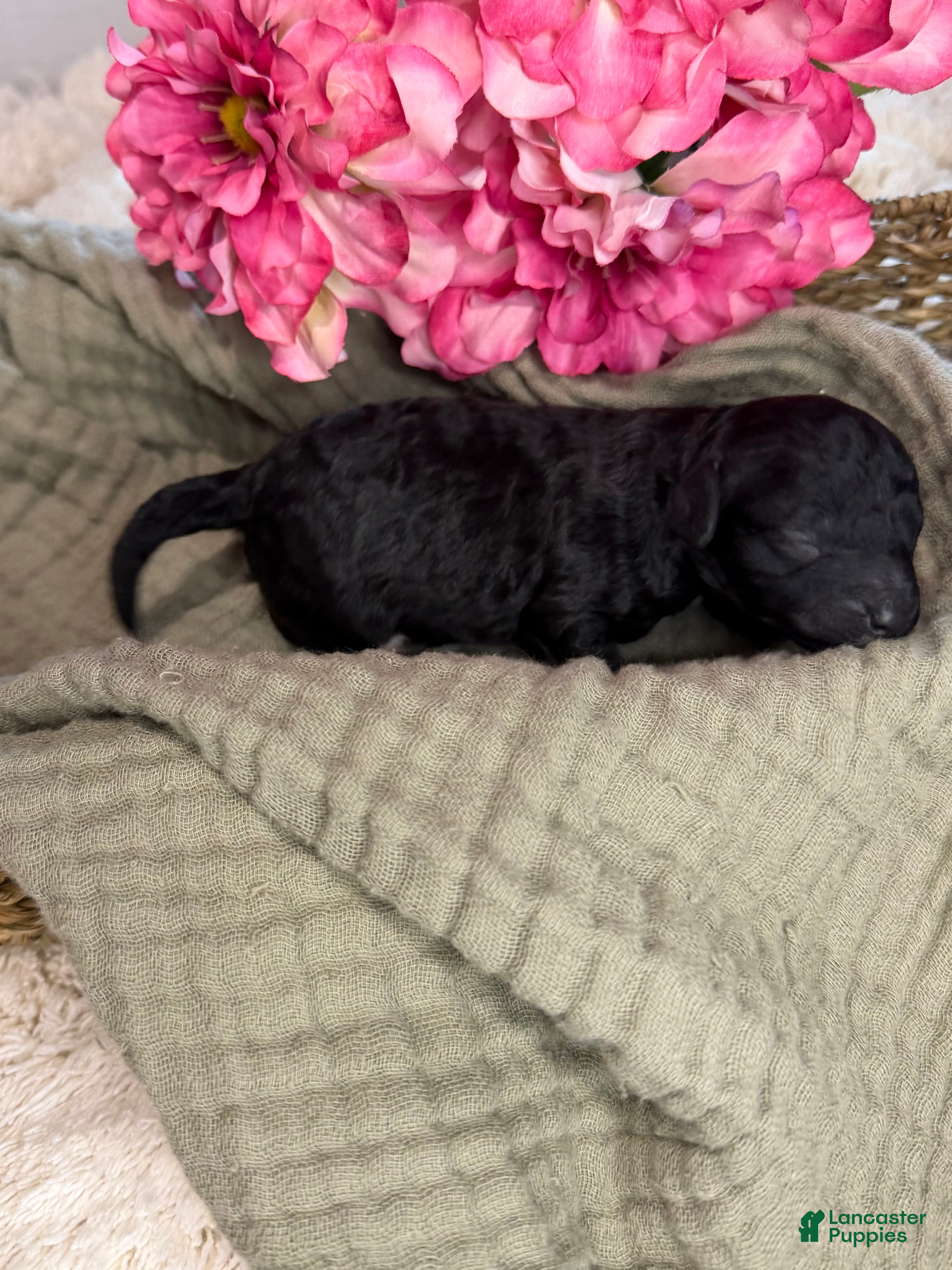 Toy Poodle dogs Toy Poodle Black CKC REGISTERED  - Ad 40