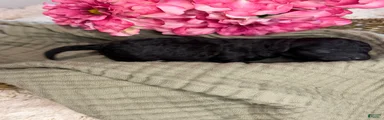 Toy Poodle Black CKC REGISTERED 