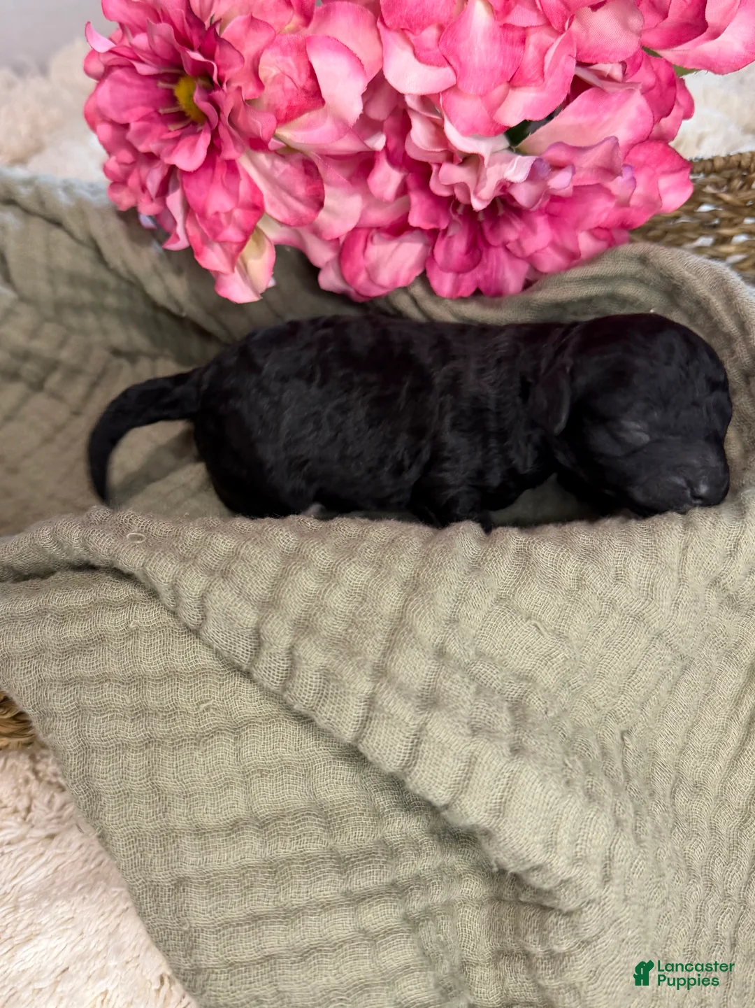 Toy Poodle dogs for sale: Toy Poodle Black CKC REGISTERED  - Ad 1