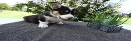 Welsh Corgi Pembroke dogs for sale: Welsh Corgi Pembroke 3 Magnum - Ad 3