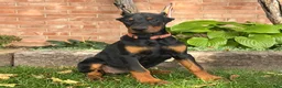 Doberman Pinscher dogs for sale: Briar - Ad 4