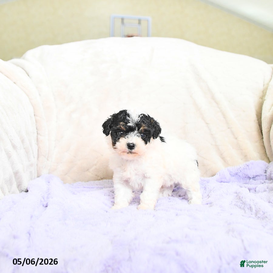 Toy Poodle dogs Braxton - Ad 1