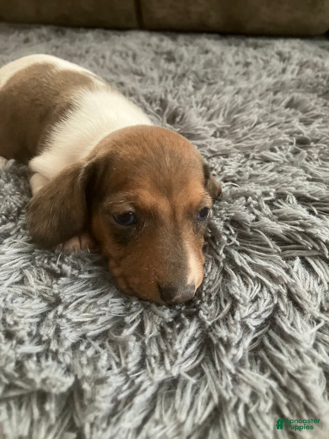 Miniature Dachshund dogs for sale: Akc Rachelle - Ad 3