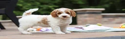 Standard Poodle dogs for sale: Blossom - Ad 16