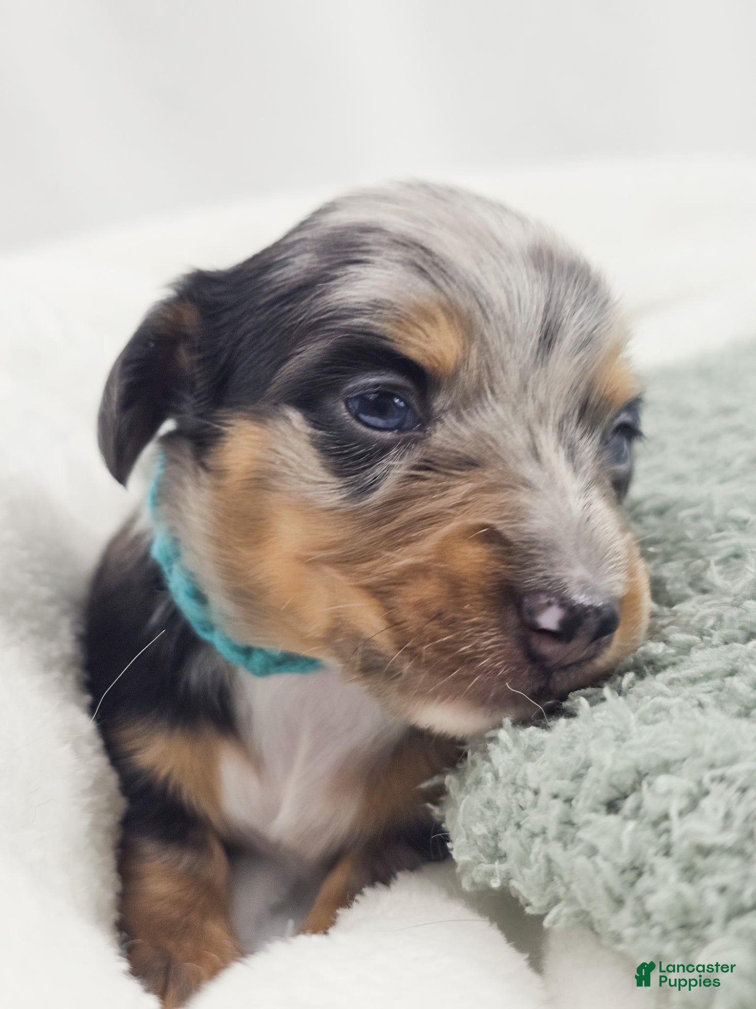 Miniature Dachshund dogs Tulip - Ad 16