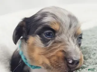 Miniature Dachshund dogs Tulip - Ad 16