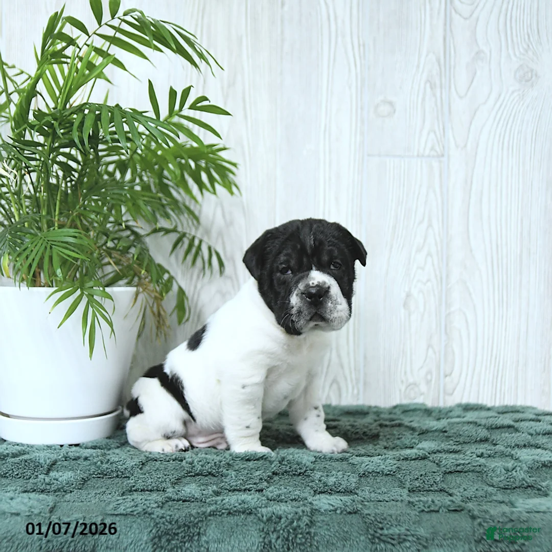 Mini Hippo dogs for sale: Gus - Ad 7