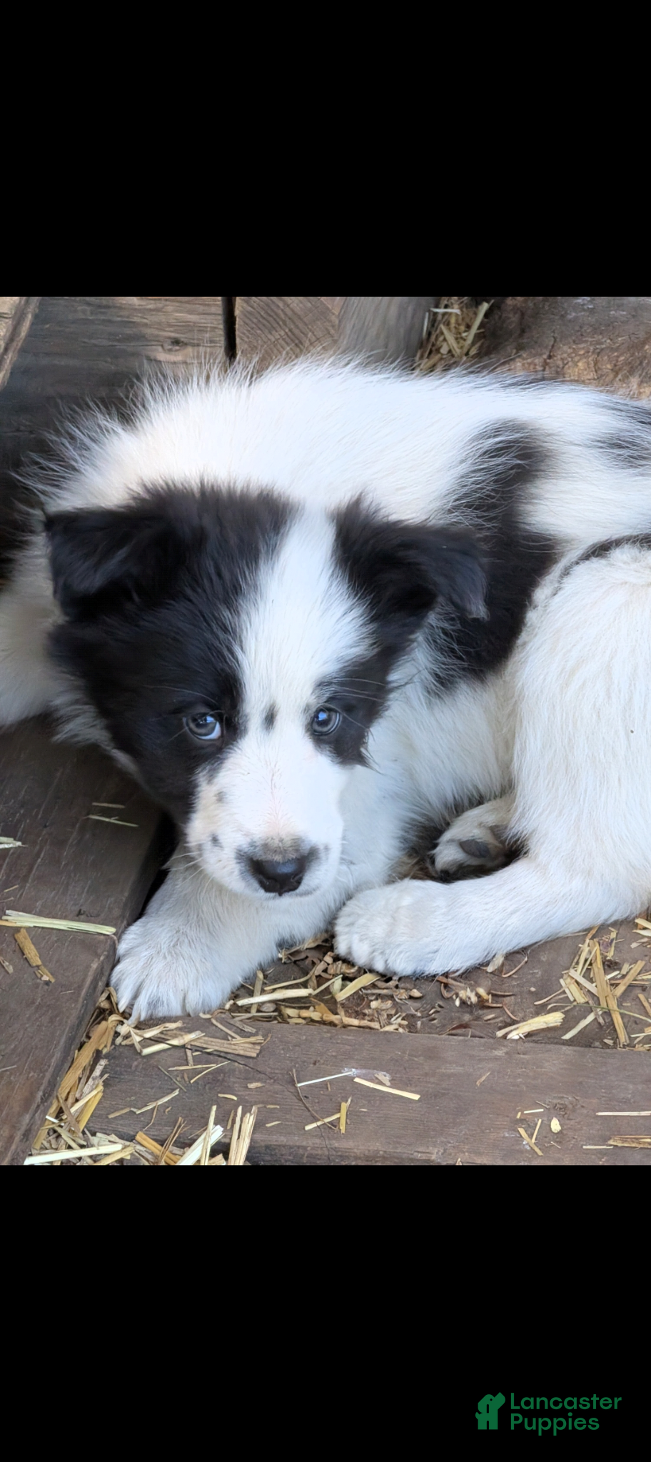 Border Collie dogs Border Collie Puppy 1 - Ad 17