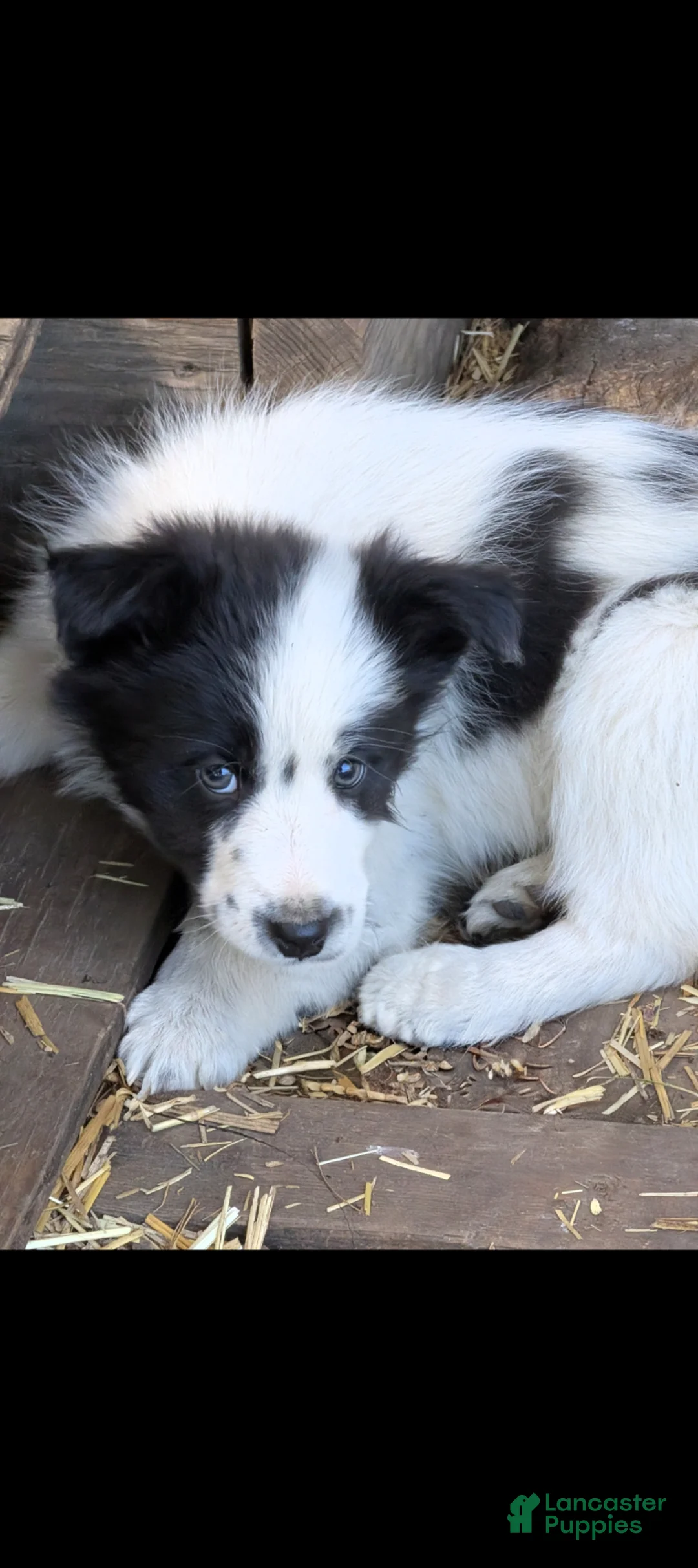 Border Collie dogs for sale: Border Collie Puppy 1 - Ad 1