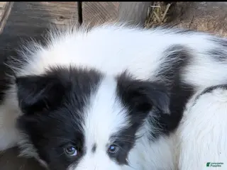 Border Collie dogs Border Collie Puppy 1 - Ad 11