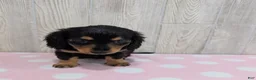 Miniature Dachshund dogs for sale: Midnight - Ad 4