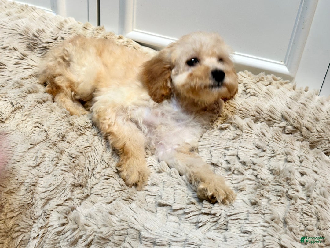 Cockapoo dogs for sale: Cindy - Ad 4