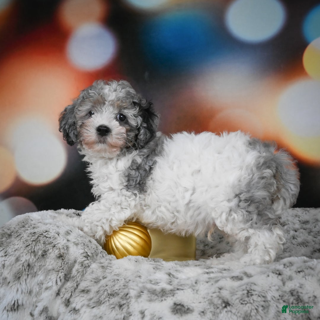 Cockapoo dogs for sale: Carl - Ad 8