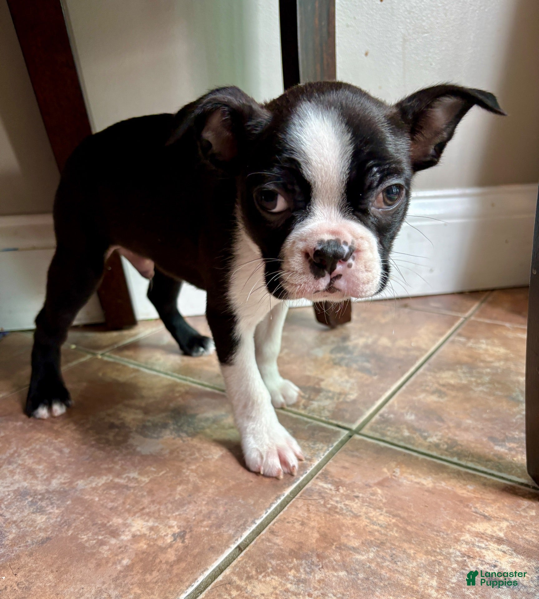 Boston Terrier dogs for sale: Comet  - Ad 1