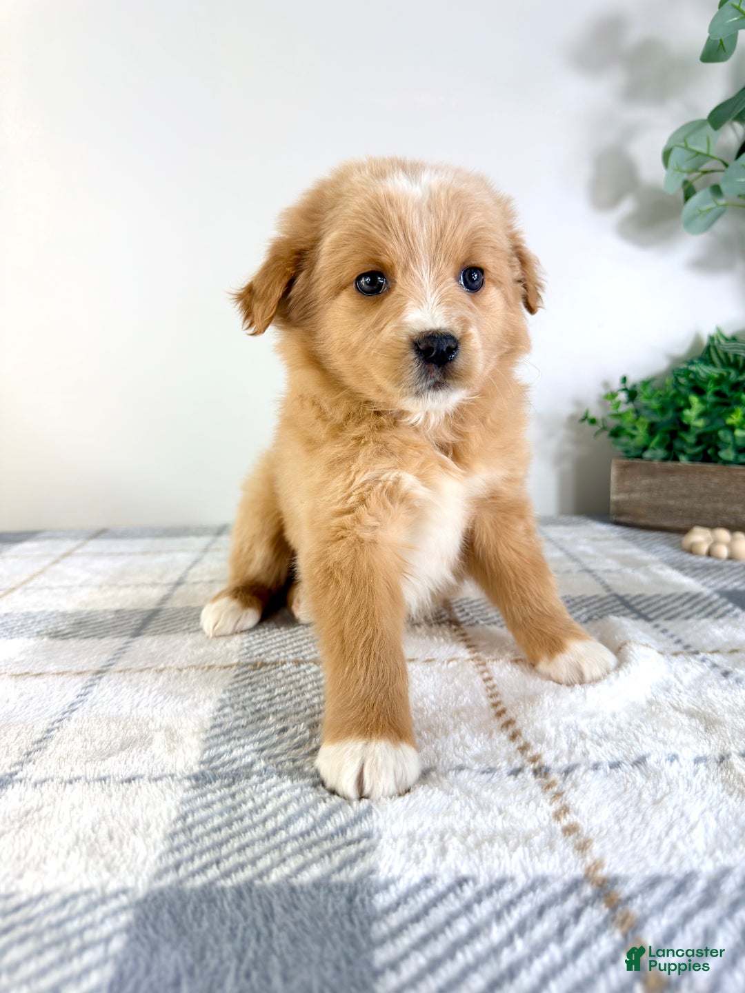 Mixed Breed dogs for sale: Snickerdoodle - Ad 3