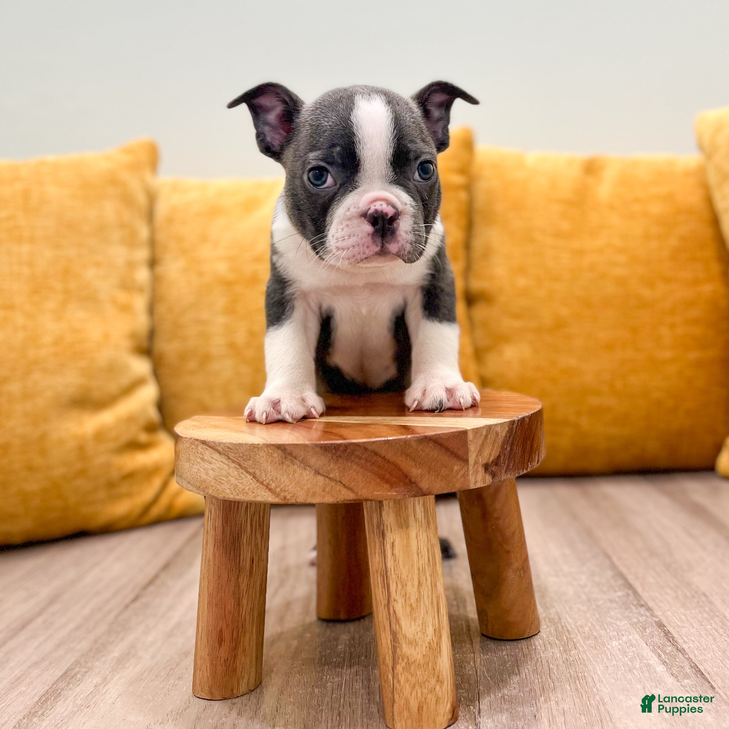 Boston Terrier dogs Bruse - Ad 2