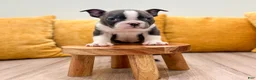 Boston Terrier dogs for sale: Bruse - Ad 2