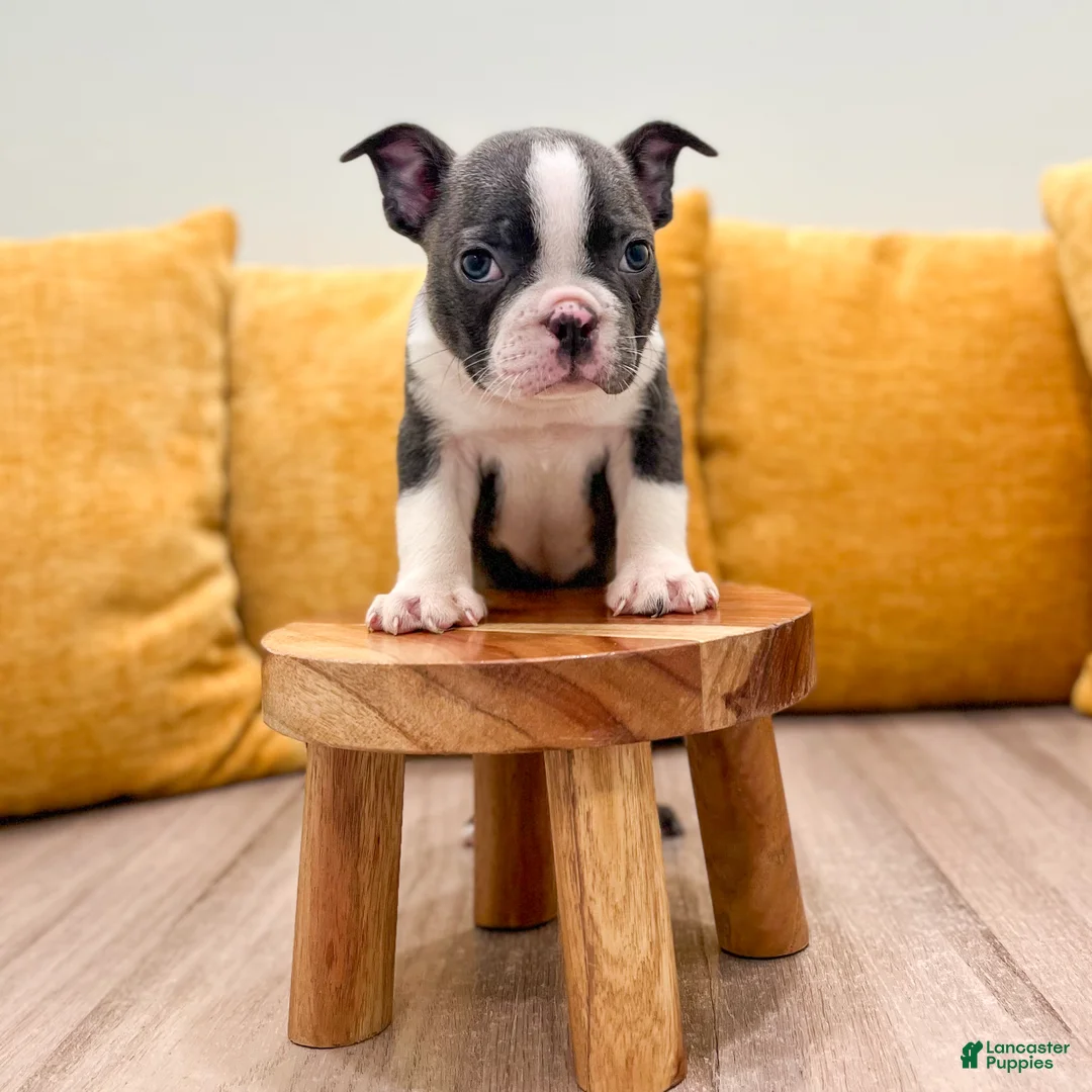 Boston Terrier dogs for sale: Bruse - Ad 2