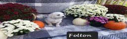 Golden Retriever dogs for sale: Folton  - Ad 3